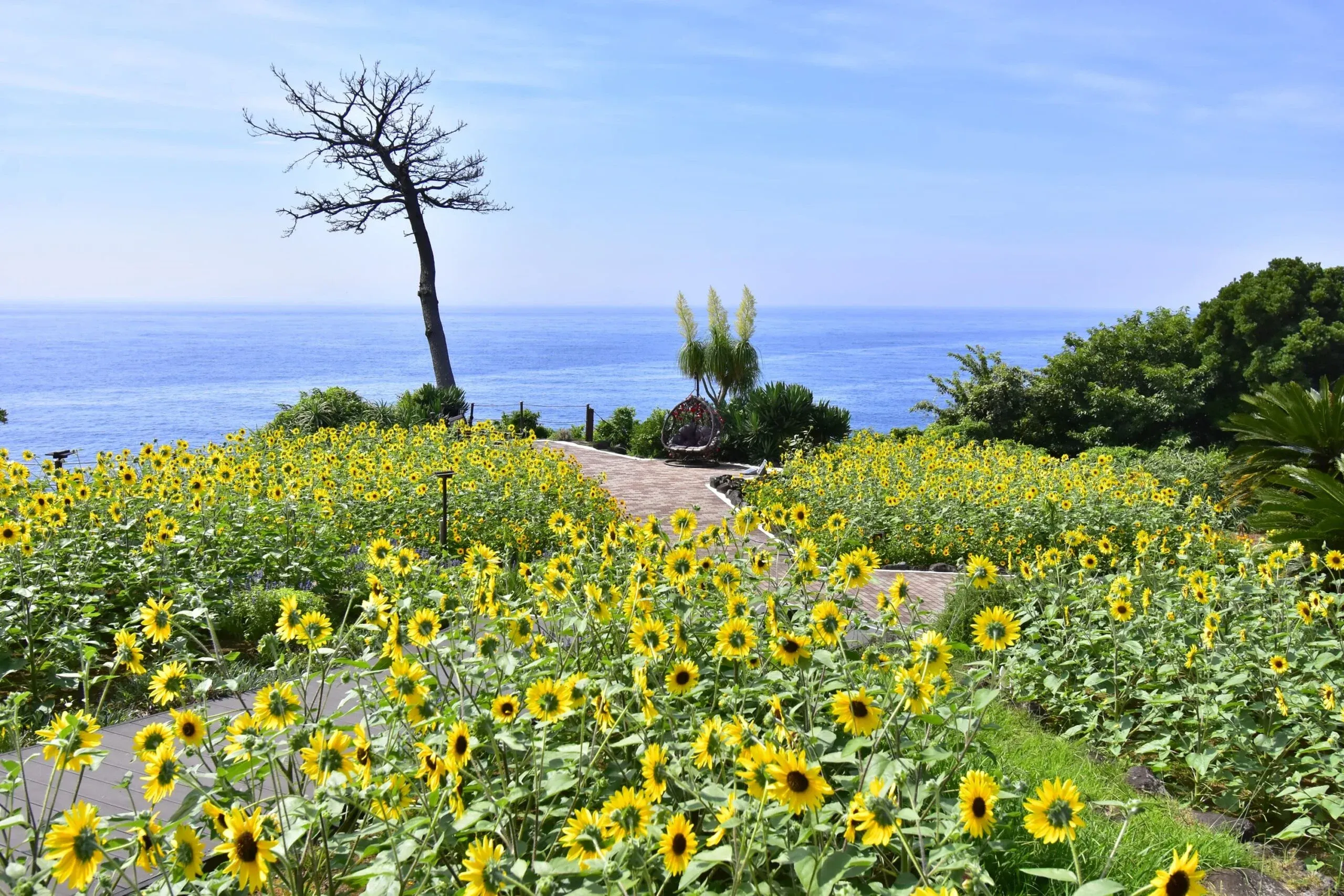 夏は満開のヒマワリが楽しめます。